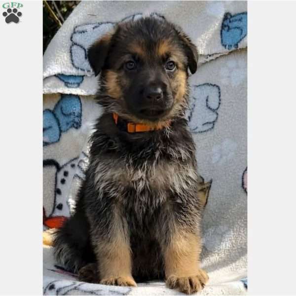MINNI, German Shepherd Puppy